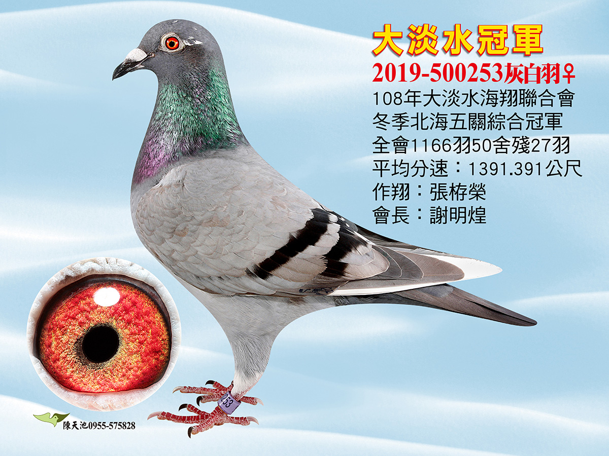 好鴿網nicepigeon 台灣賽鴿拍賣網站最佳首選
