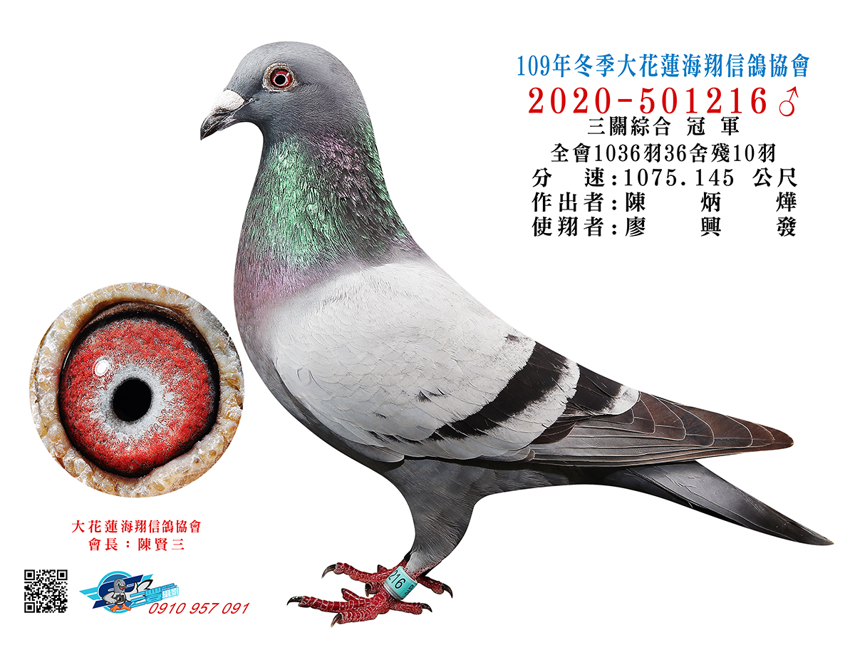 好鴿網nicepigeon 台灣賽鴿拍賣網站最佳首選