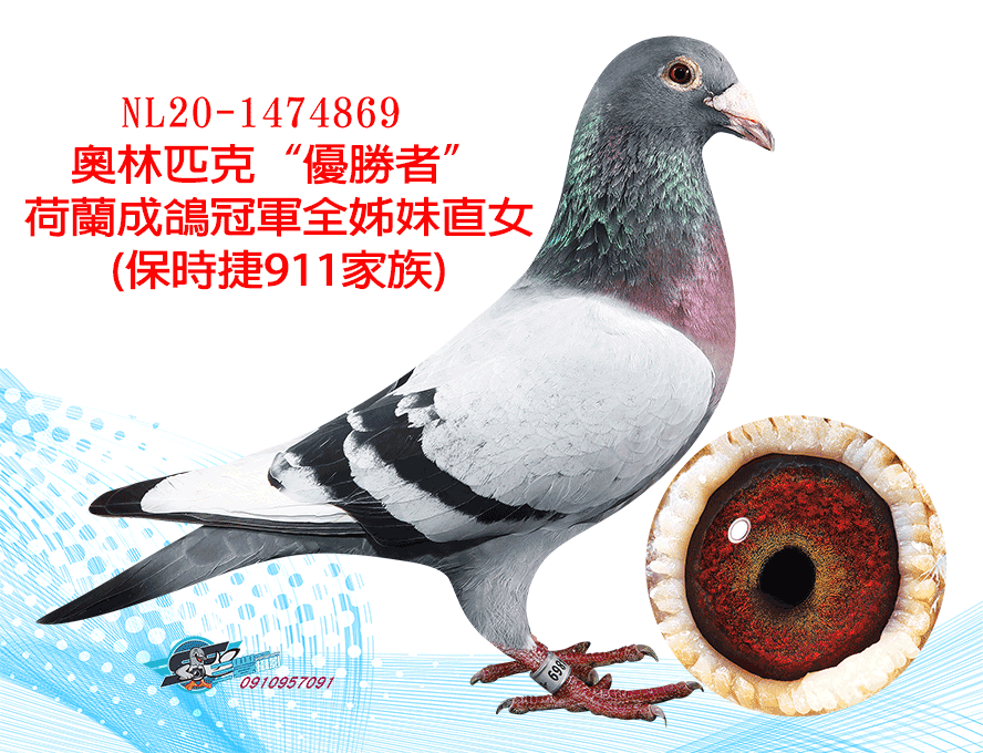 【定價鴿】歐洲好鴿基因庫《鴿在台灣，免收國際運費》(速洽LINE或客服專線)