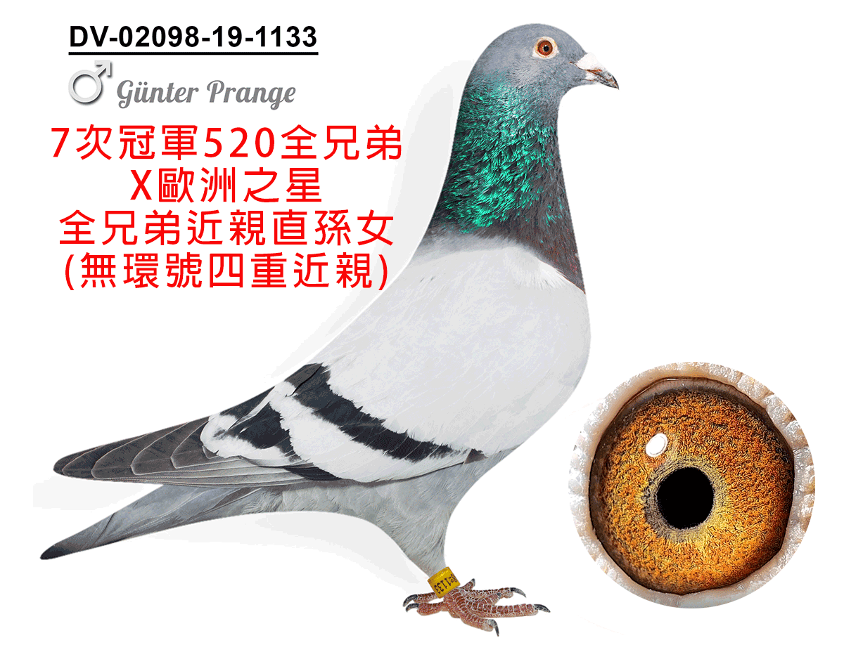 【定價鴿】德國好鴿基因庫《鴿在台灣，免收國際運費》(速洽LINE或客服專線)