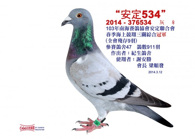 好鴿網nicepigeon 台灣賽鴿拍賣網站最佳首選