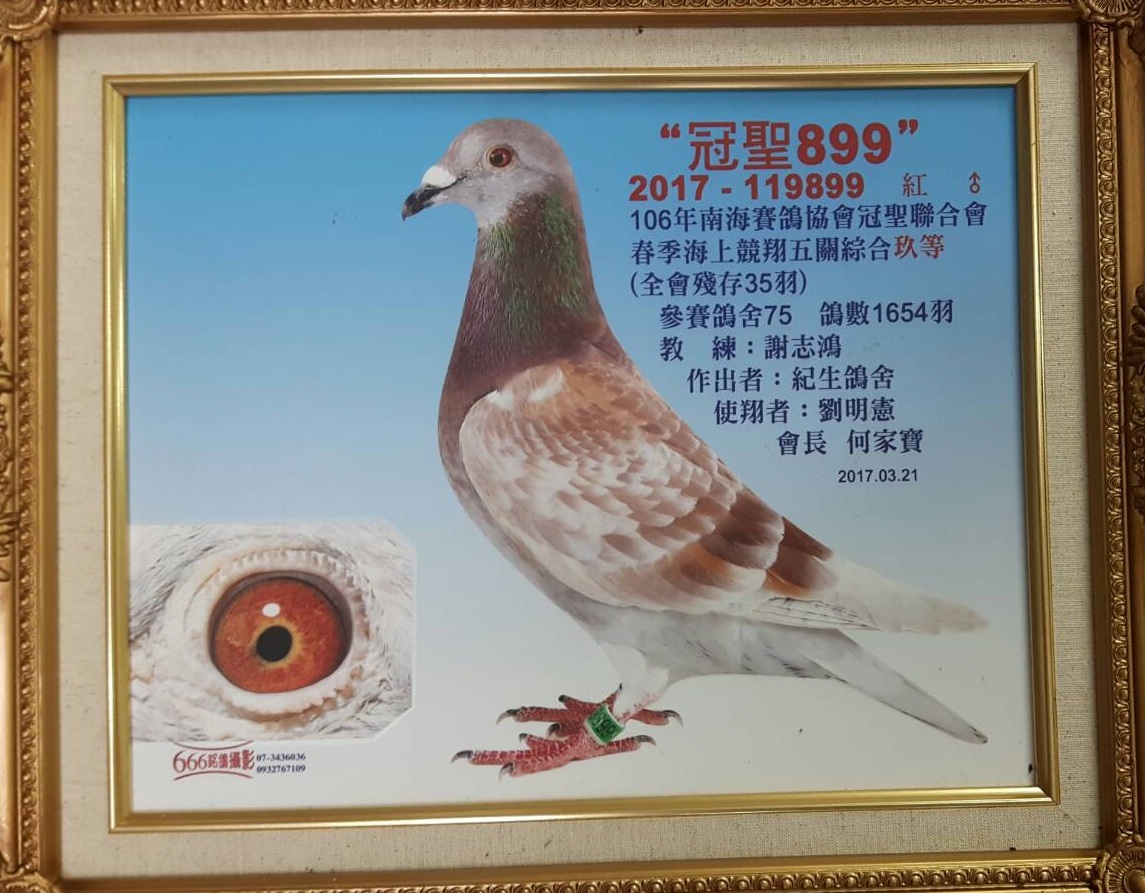 好鴿網nicepigeon 台灣賽鴿拍賣網站最佳首選