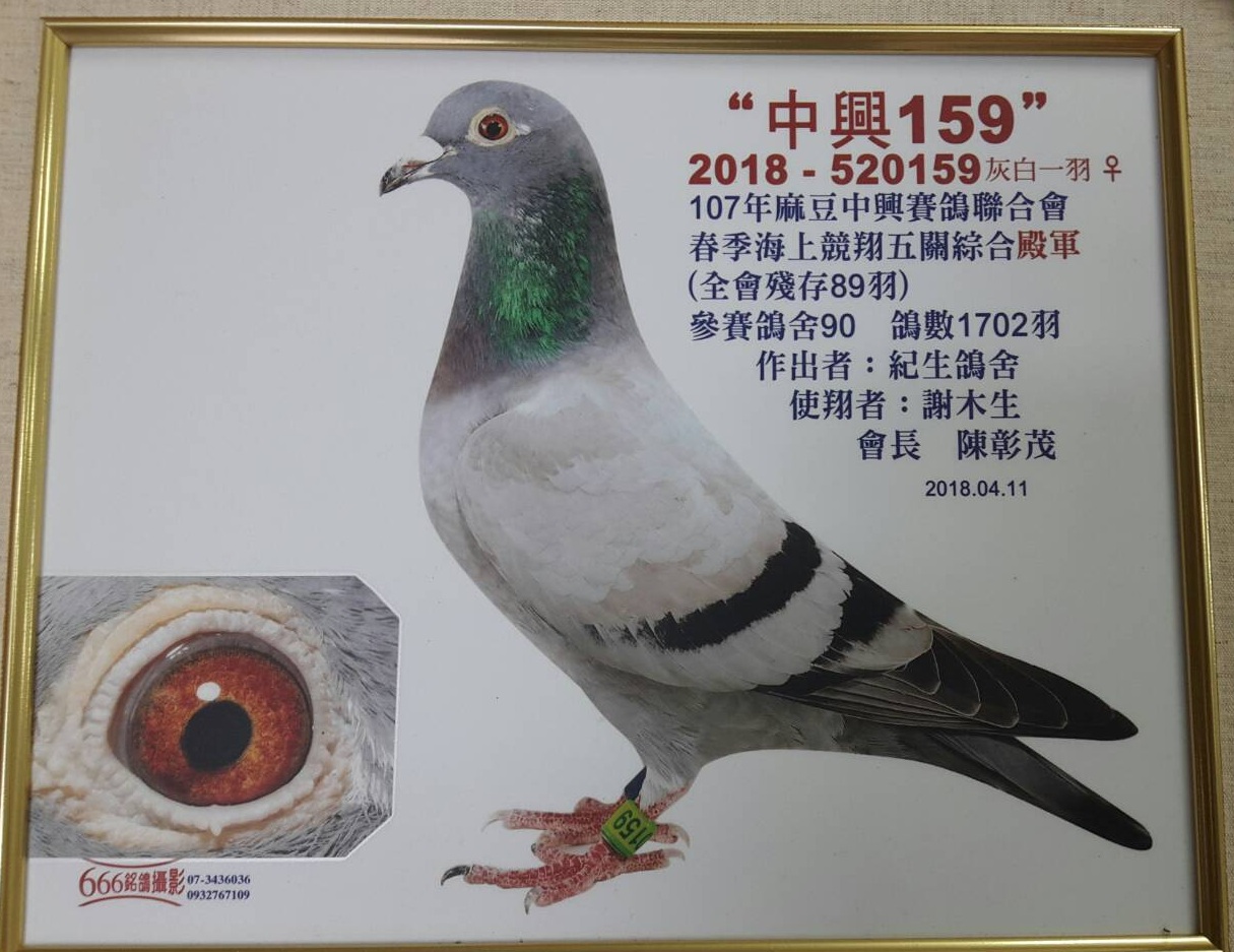 好鴿網nicepigeon 台灣賽鴿拍賣網站最佳首選