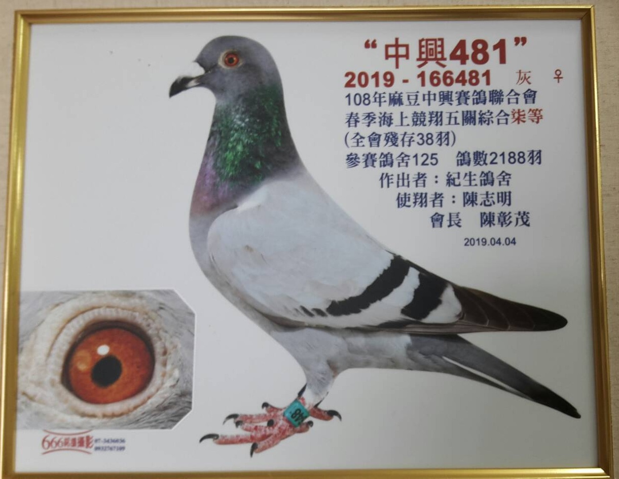 好鴿網nicepigeon 台灣賽鴿拍賣網站最佳首選